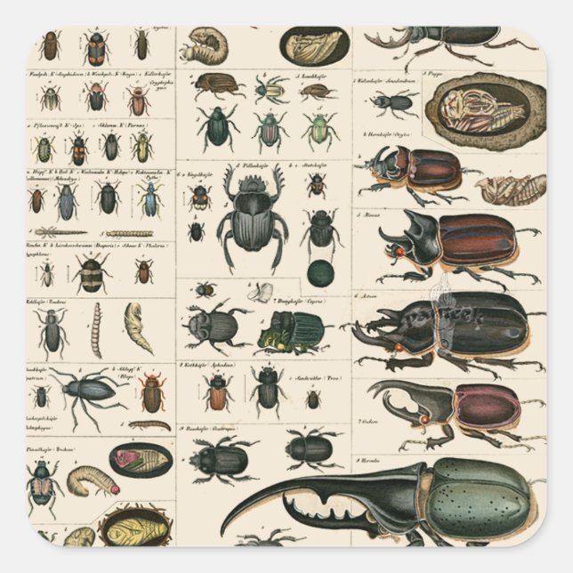 Vintage Beetle Illustration Square Sticker (Front)