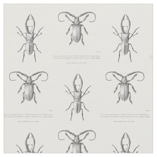 Vintage beetle illustration textile fabric