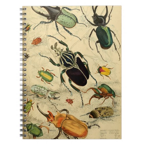 Vintage Beetles Illustration Notebook