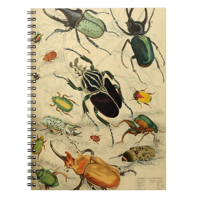 Vintage Beetles Illustration Notebook (Front)