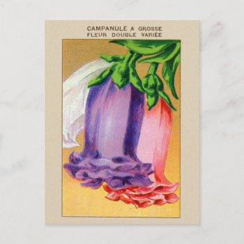 Vintage Bell Flower French Seeds Campanule Postcard by seemonkee at Zazzle