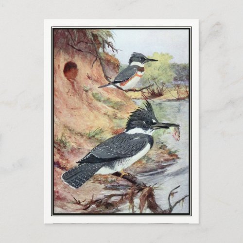 Vintage Belted Kingfisher by Robert Bruce Horsfall Postcard