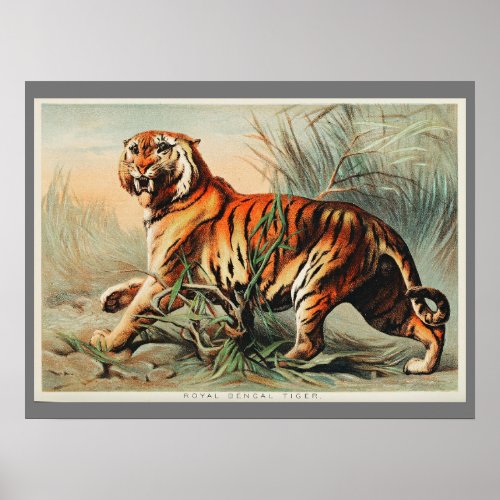 Vintage Bengal Tiger Illustration Art Old Antique Poster