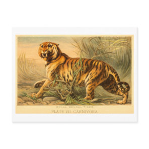 Vintage Bengal Tiger Illustration Postcard