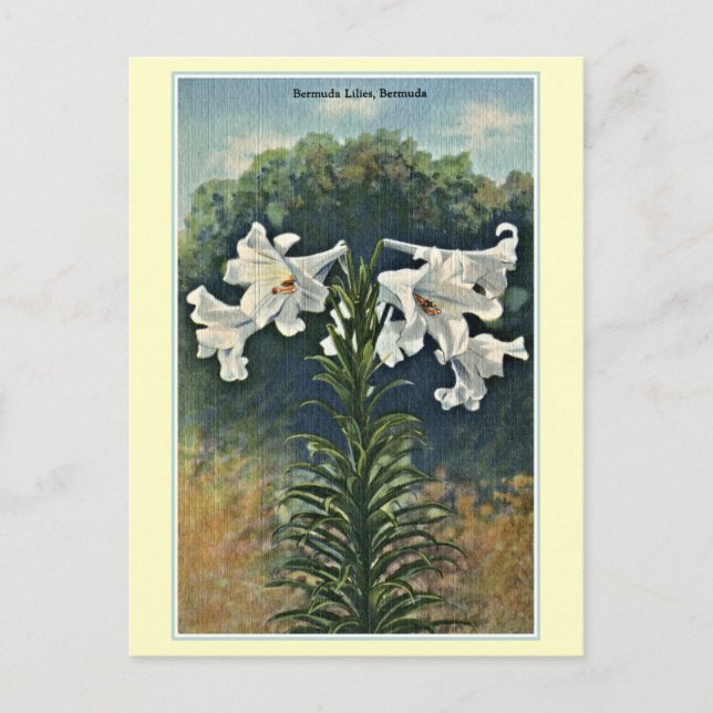 Vintage Bermuda Lilies, Bermuda Postcard (Front)