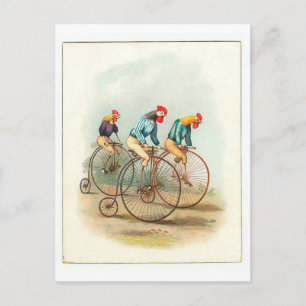 Vintage Bicycle Poster, Pennyfarthing Roosters Postcard