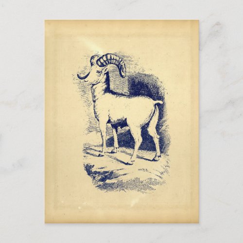 VINTAGE BIG HORN SHEEP POSTCARD