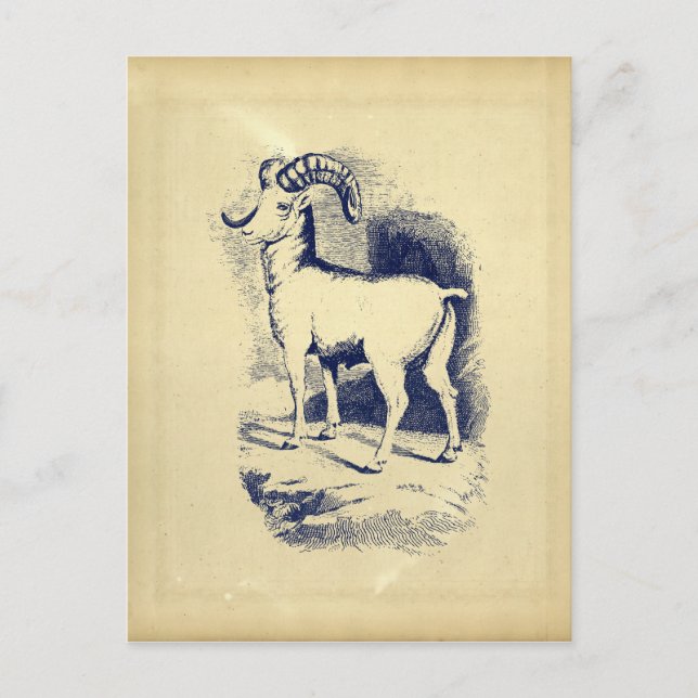 VINTAGE BIG HORN SHEEP POSTCARD (Front)