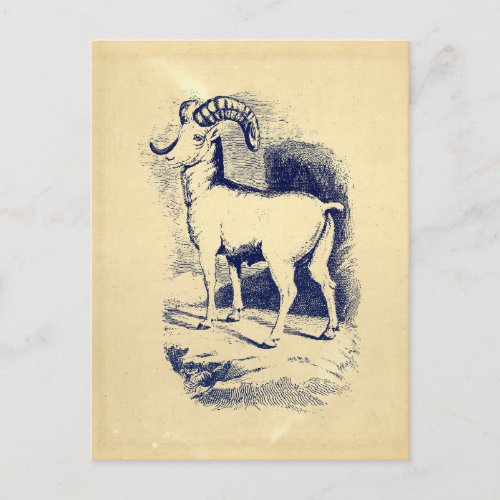 VINTAGE BIG HORN SHEEP POSTCARD