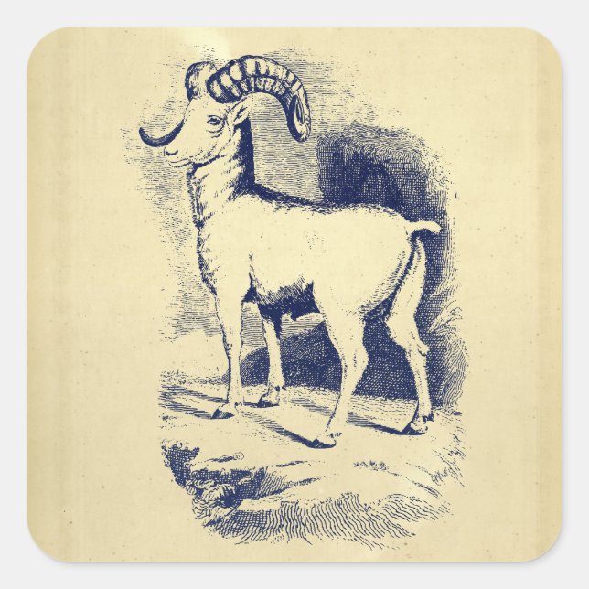VINTAGE BIG HORN SHEEP SQUARE STICKER (Front)