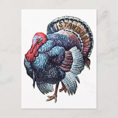 Vintage Big Thanksgiving Turkey Holiday Postcard