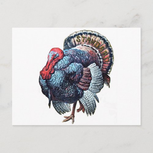 Vintage Big Thanksgiving Turkey Holiday Postcard