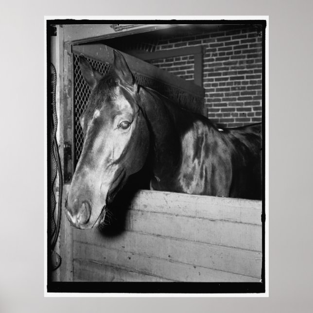 Vintage Billy the Horse Poster (Front)