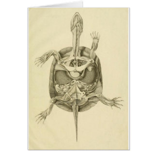 Vintage Biological Turtle Anatomy Cards