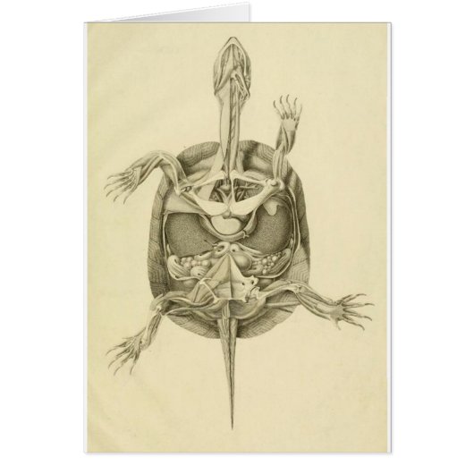Vintage Biological Turtle Anatomy Cards (Front)