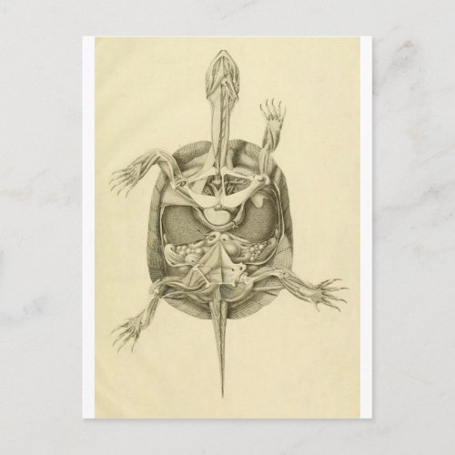 Vintage Biological Turtle Anatomy Postcard