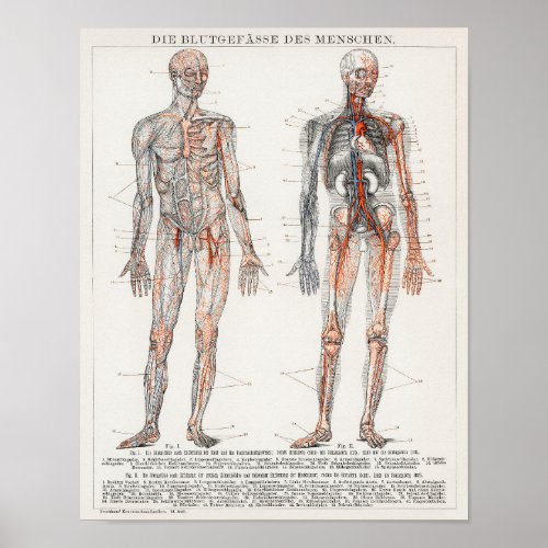 Vintage Biology Antique Lithograph Des Menschen Poster