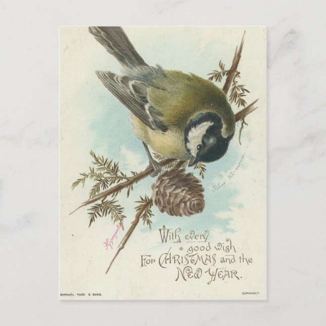 Vintage Bird And Pine Branch Postcard (Front)