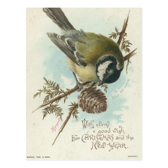 Vintage Bird And Pine Branch Postcard