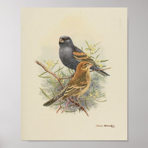 Vintage Bird Black Brown Print