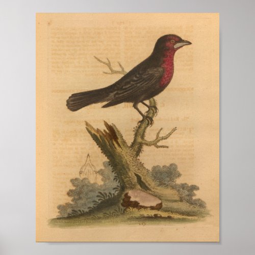 Vintage Bird Black Red Print