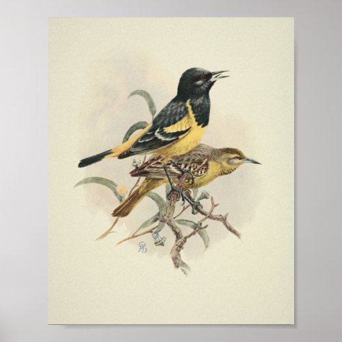 Vintage Bird Black Yellow Print