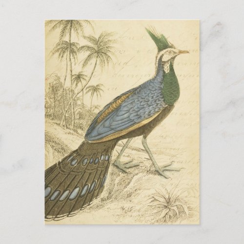 Vintage Bird Blue Green Feathers Peacock Pheasants Postcard