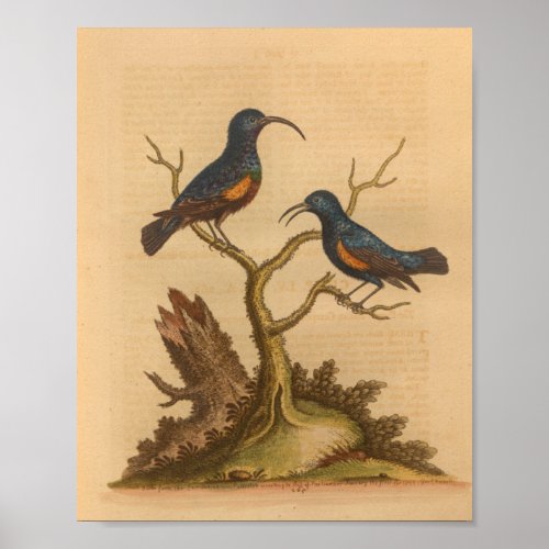 Vintage Bird Blue Orange Print