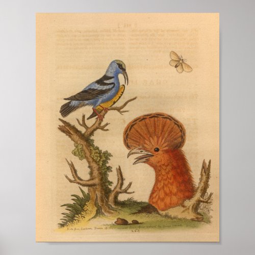 Vintage Bird Blue Orange Print