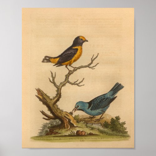 Vintage Bird Blue Orange Print