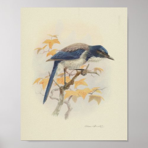 Vintage Bird Blue White Print