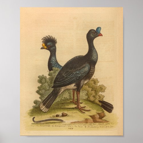 Vintage Bird Blue Yellow Crested Print