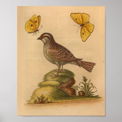 Vintage Bird Brown Butterflies Yellow Print