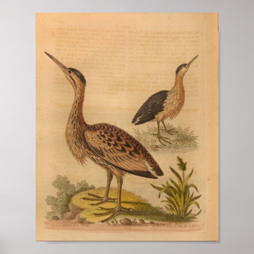 Vintage Bird Brown Feathered Print