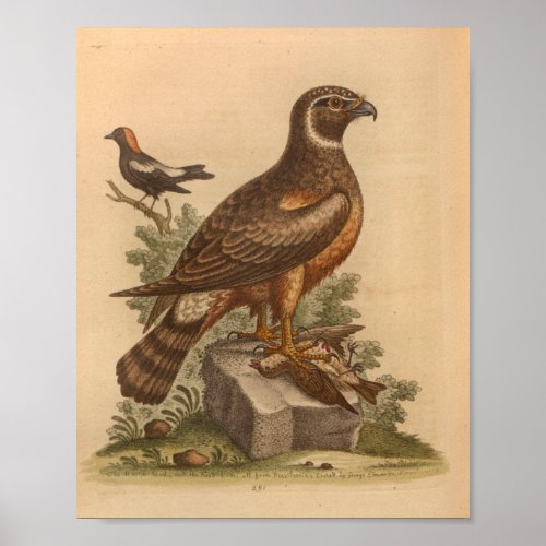 Vintage Bird Brown Hawk Print