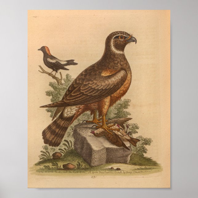 Vintage Bird Brown Hawk Print (Front)