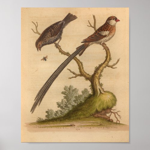 Vintage Bird Brown Long Tail Print