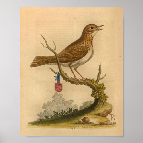 Vintage Bird Brown Speckled Print