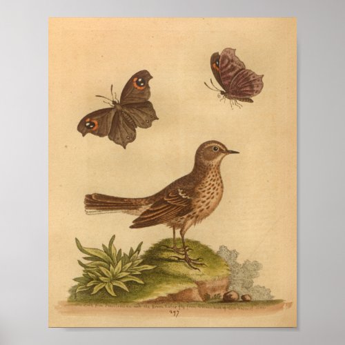 Vintage Bird Brown Speckled Print Butterflies