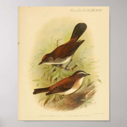 Vintage Bird Brown White Print