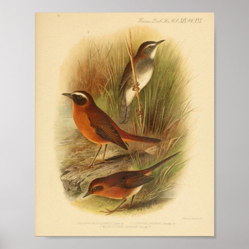 Vintage Bird Brown White Print