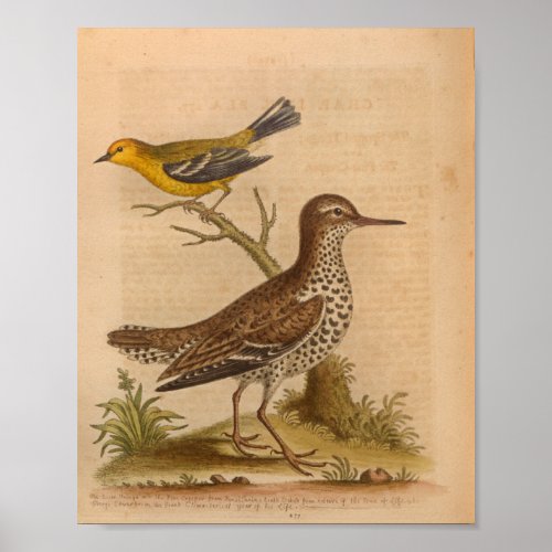 Vintage Bird Brown Yellow Print