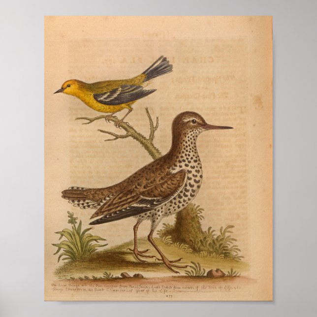 Vintage Bird Brown Yellow Print (Front)