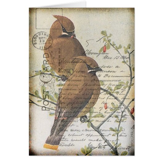Vintage Bird Cards (Front)