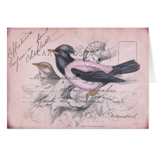 Vintage Bird Cards (Front Horizontal)