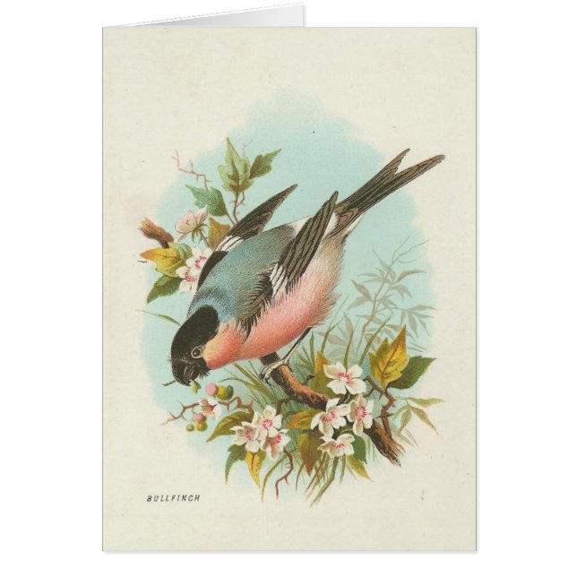 Vintage Bird Cards (Front)