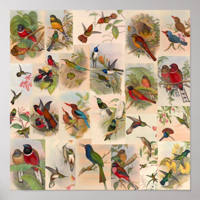Vintage Bird Collage Hummingbirds Art Red Poster (Front)