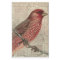 Vintage Bird Collage