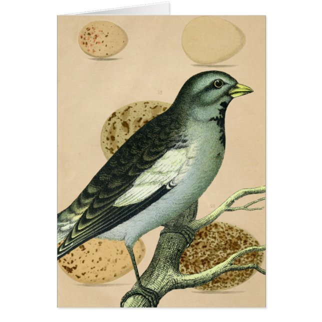 Vintage Bird Digital Art Cards (Front)