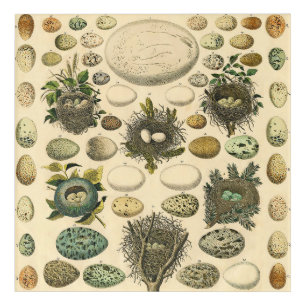 Vintage Bird Egg Nest Art Painting Eggs
